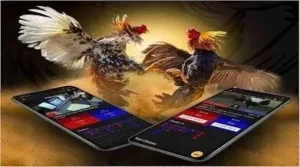 Sabong Casino : Who Should Play?